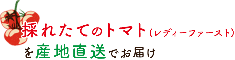 採れたてのトマト（レディーファースト） を産地直送でお届け